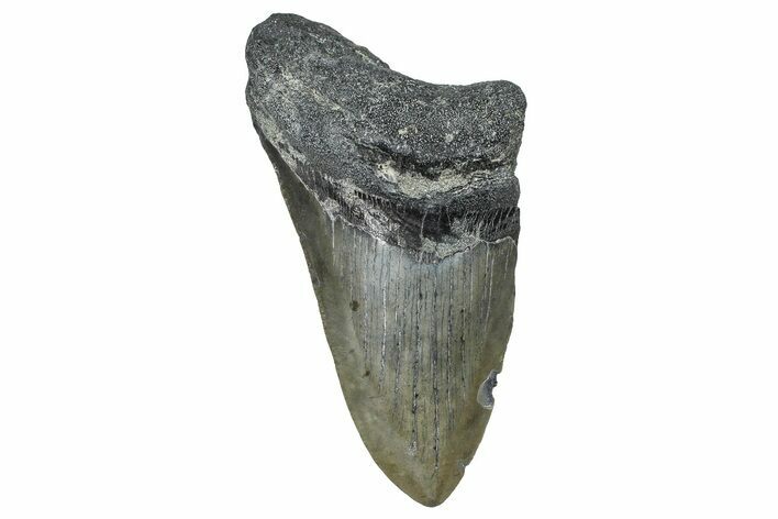 Partial, Fossil Megalodon Tooth - North Carolina #368477